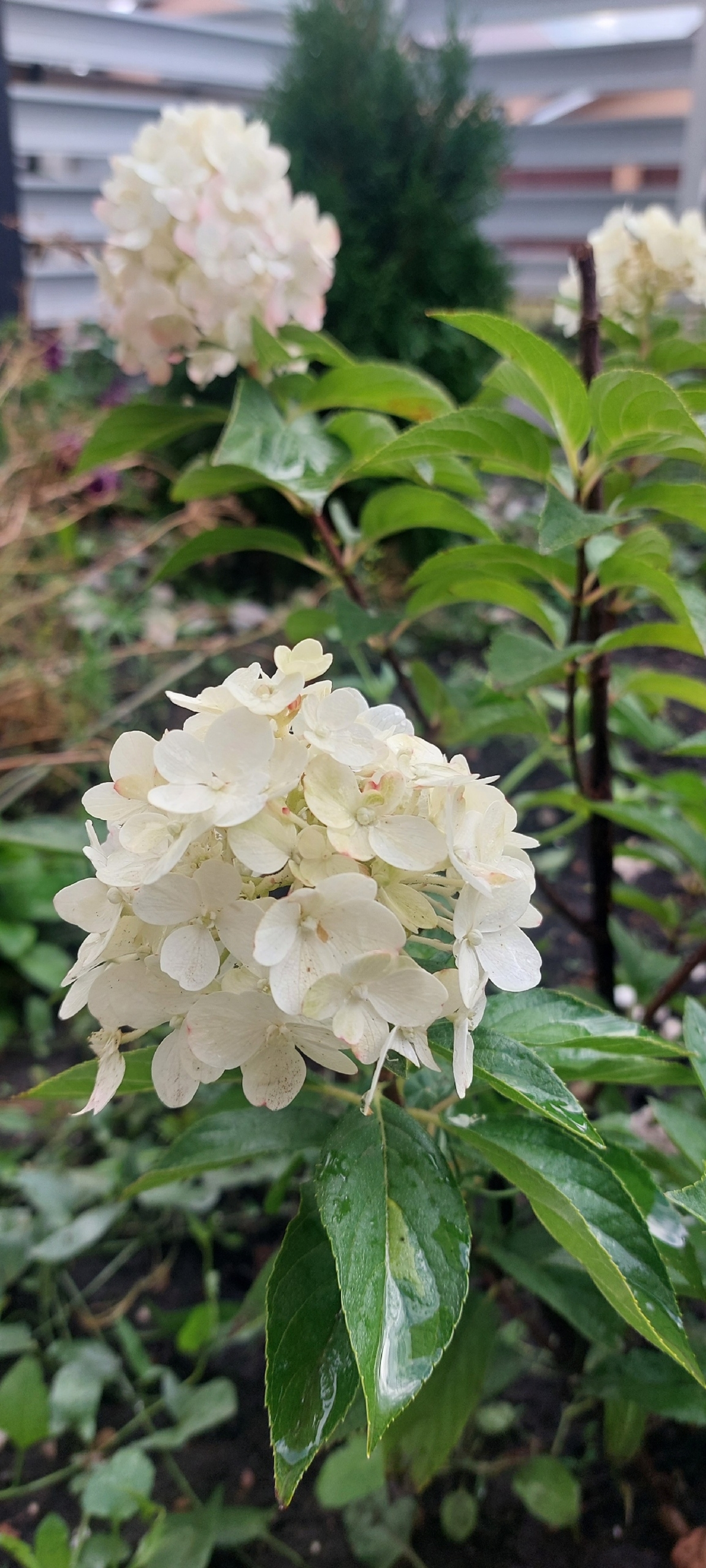 Егерме йыллыҡ хыял