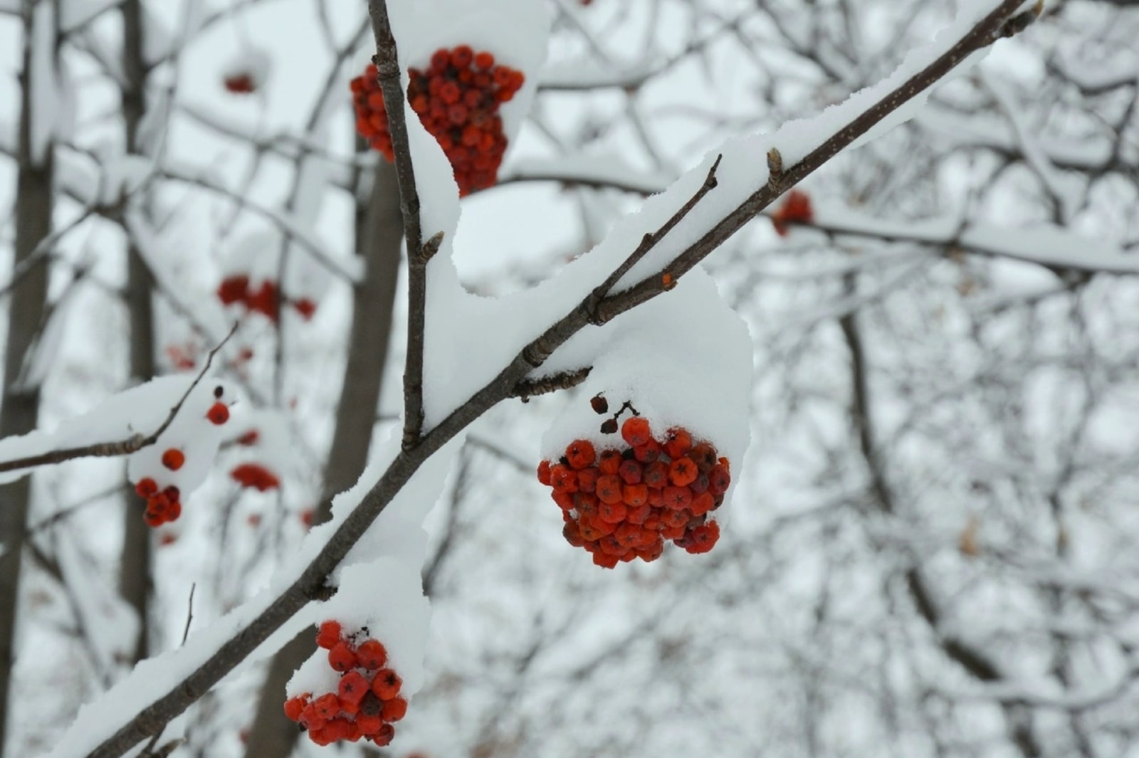 ҠЫУАНЫС ЙӘШТӘРЕ