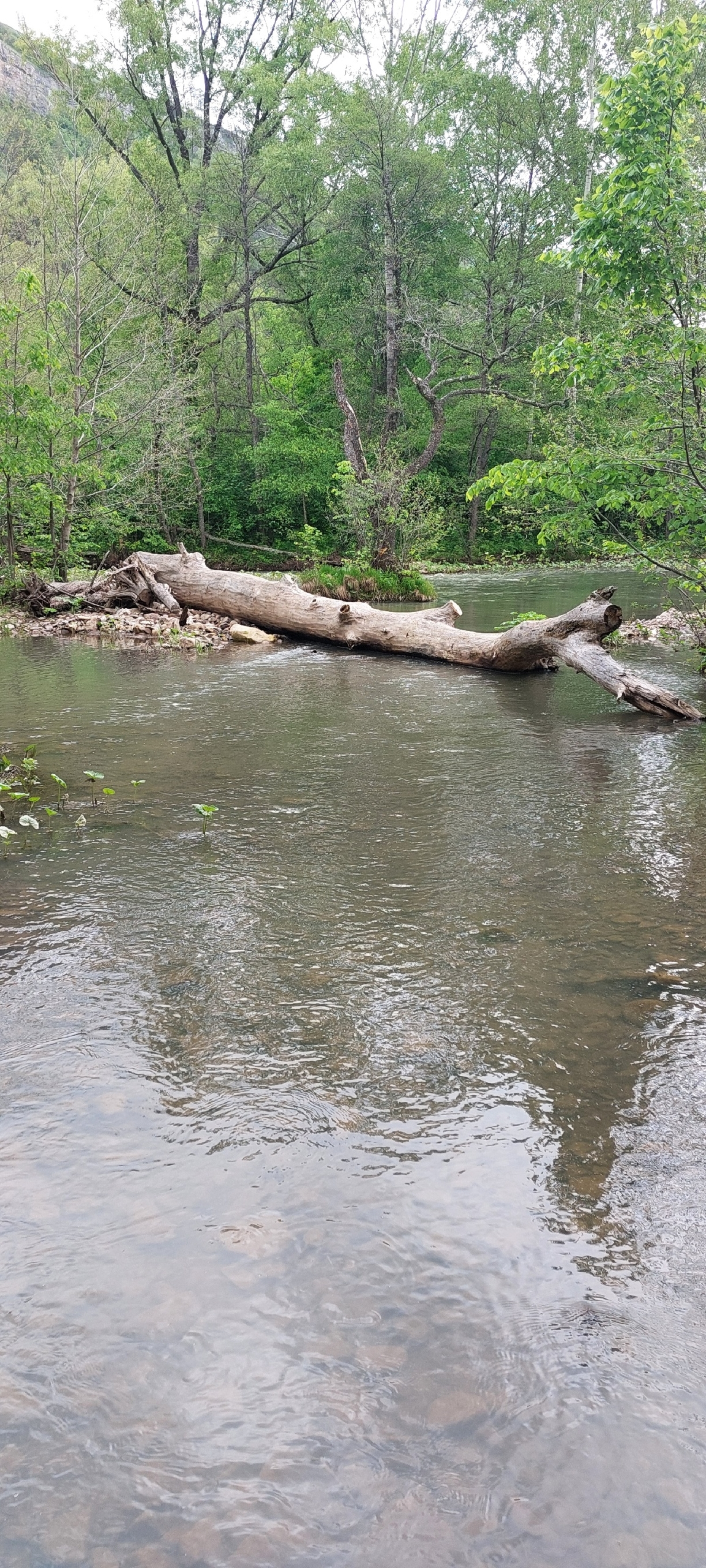 “Әсәй, минең кәүҙәм ҙур тал төбөндә...”