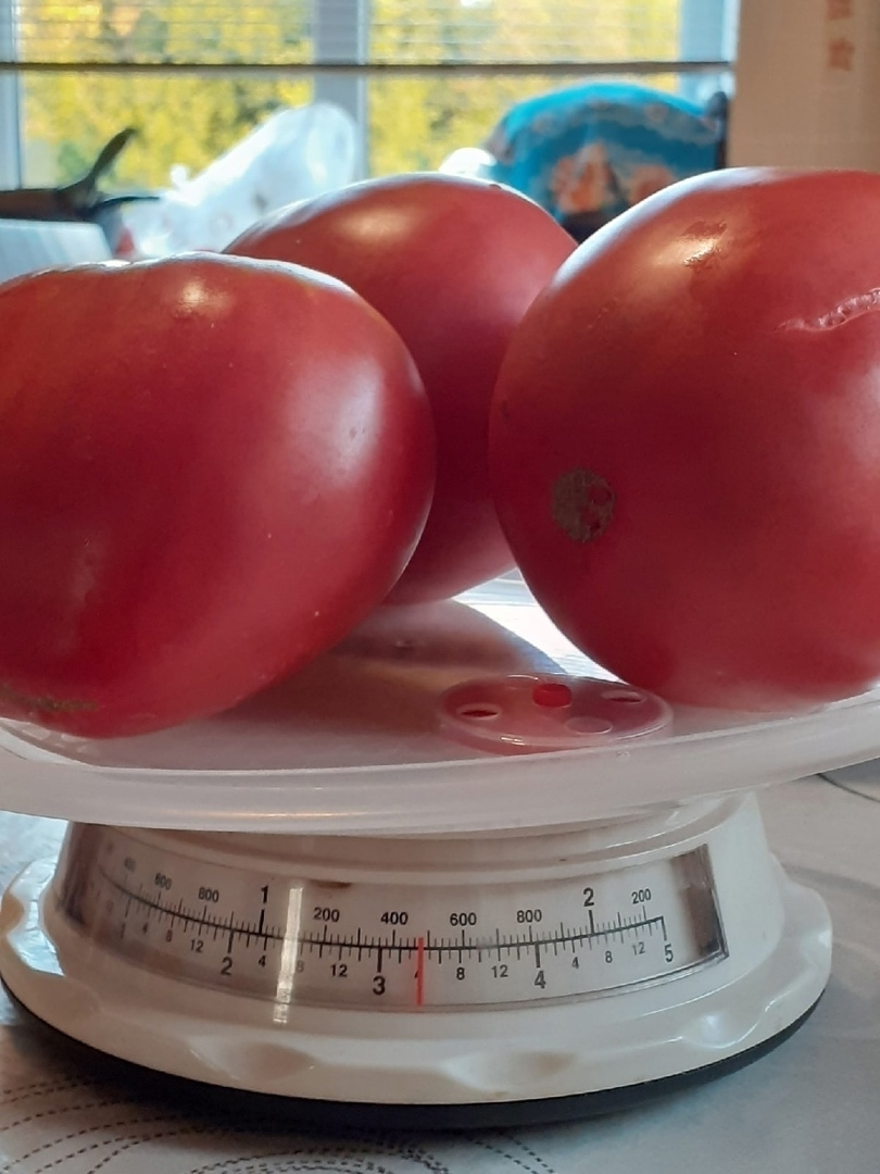 Ҙур ҙа, һутлы ла, тәмле лә булһын