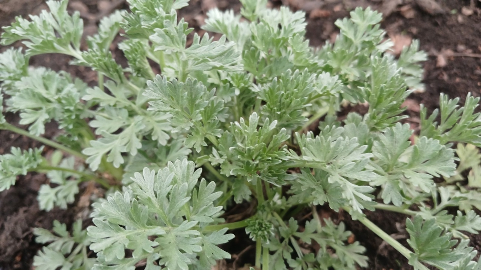 Үләндәрҙең батшаһы әремебеҙгә дан!