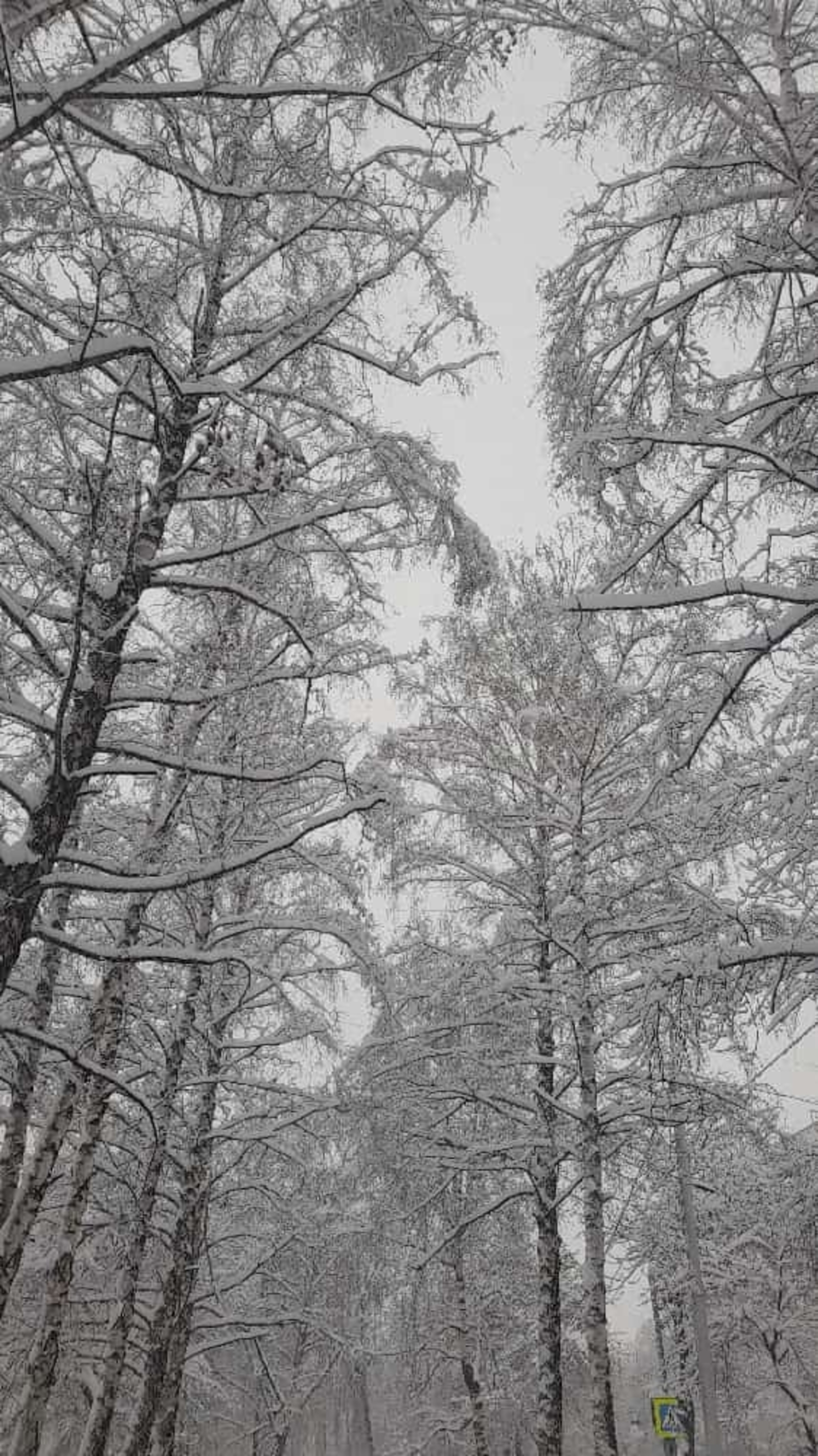 Ерҙәге тамуҡ