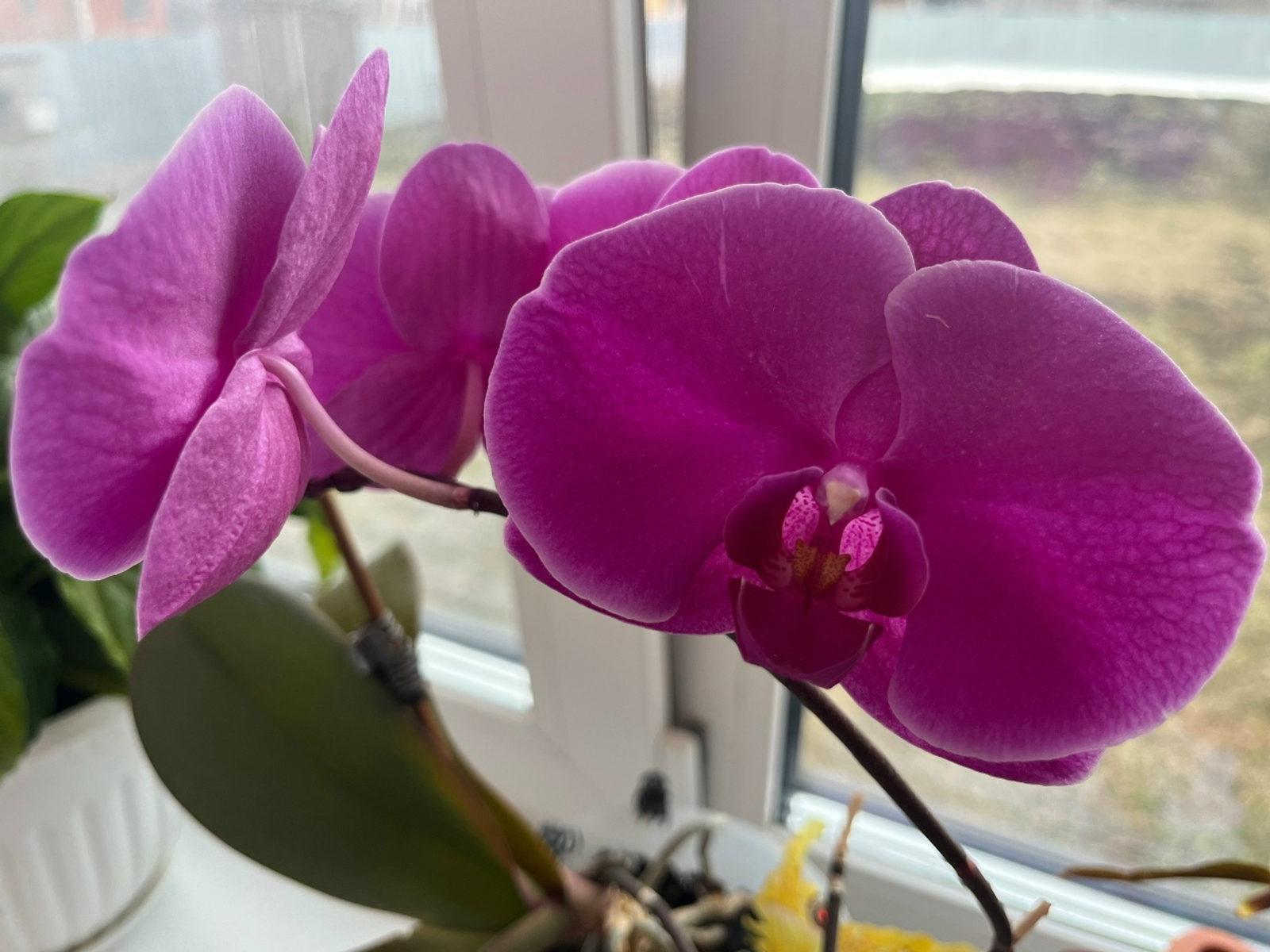 Самауыр һырты биҙәк...