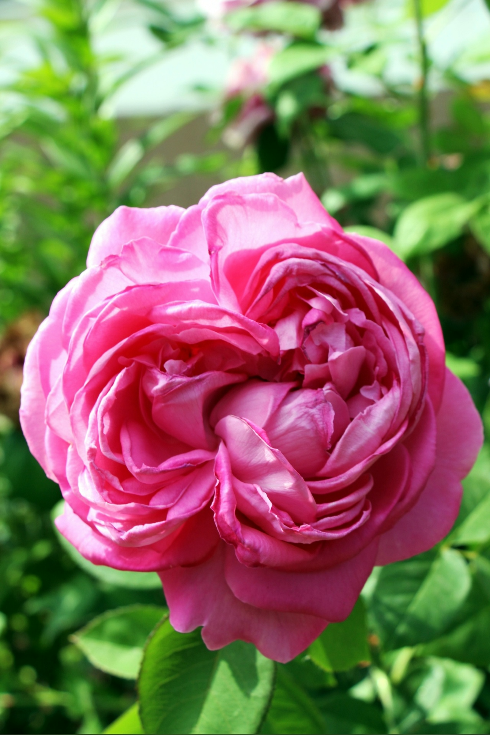 Апайым хәҙер сибәр түгел!