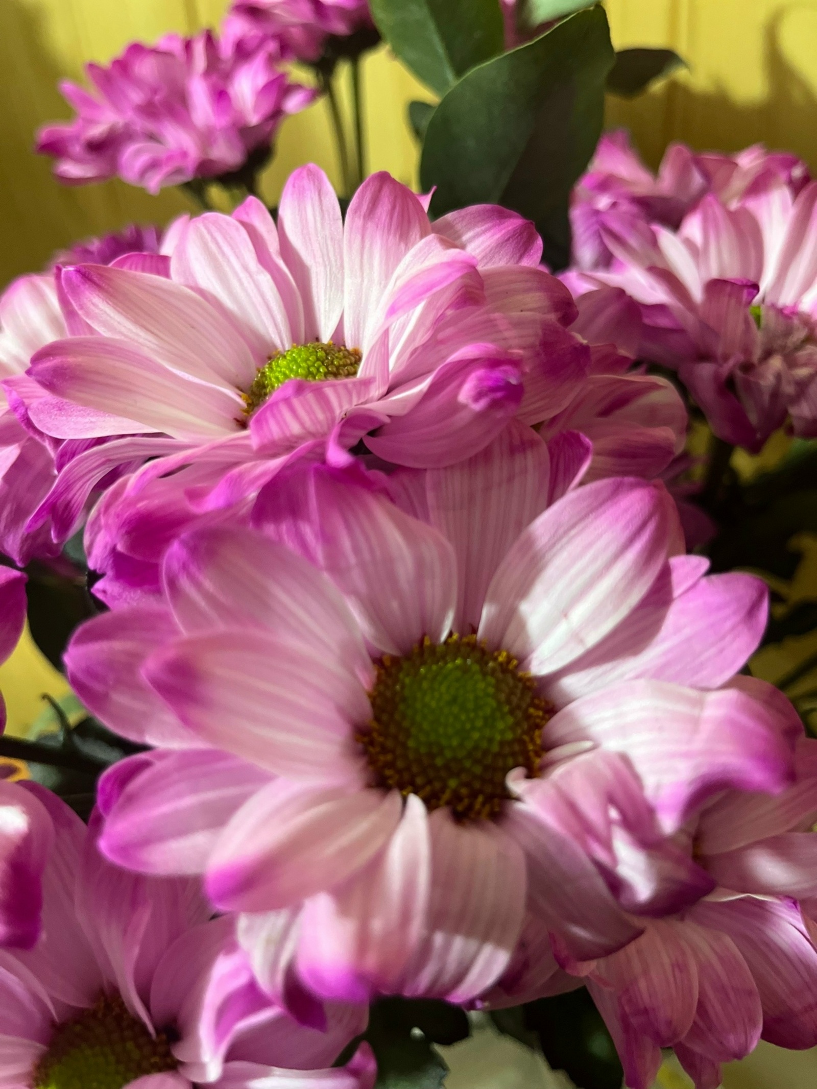 Сиған ҡатынының ҡарғышы төштөмө икән?