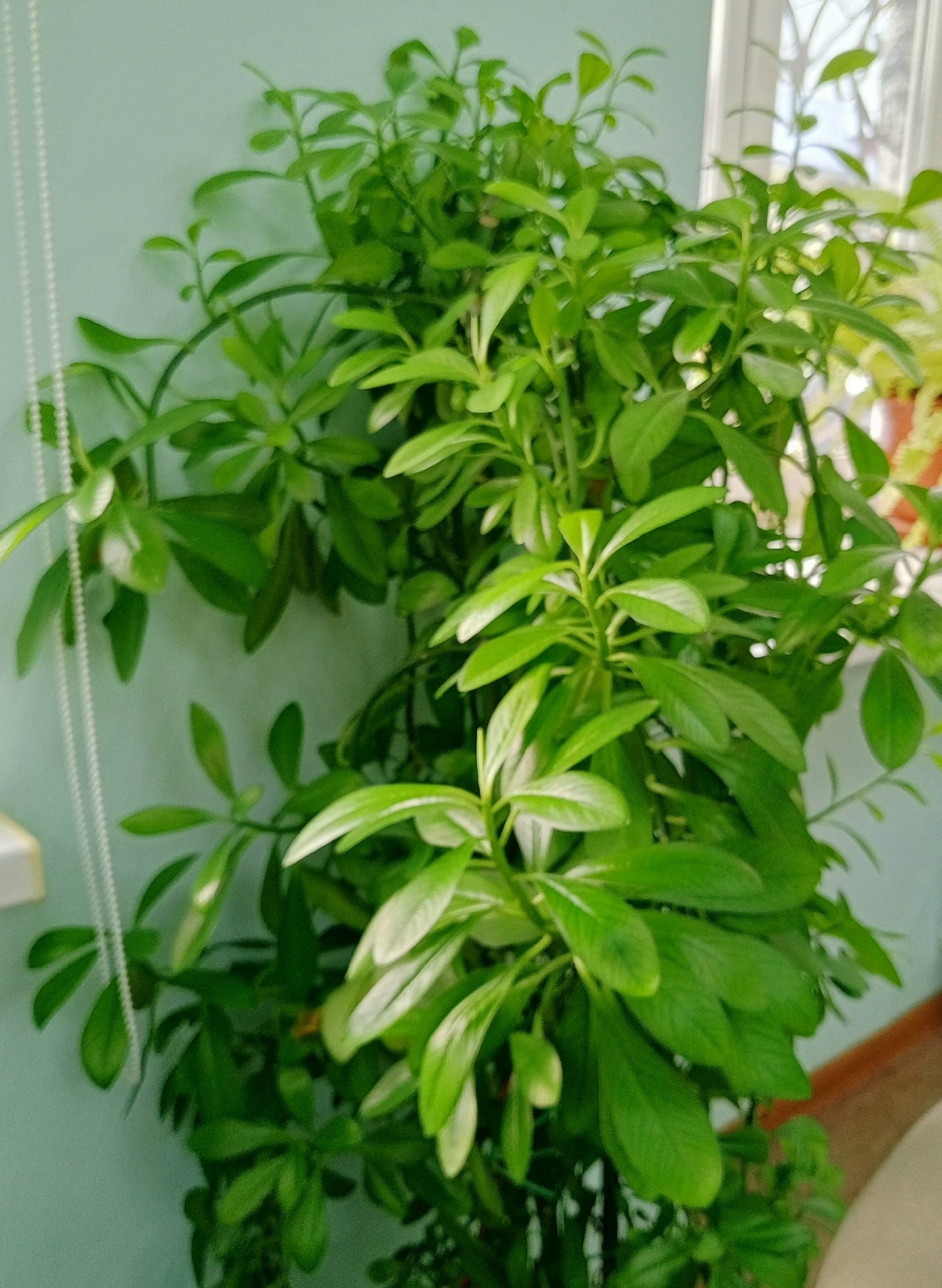 Шаһитлы сер