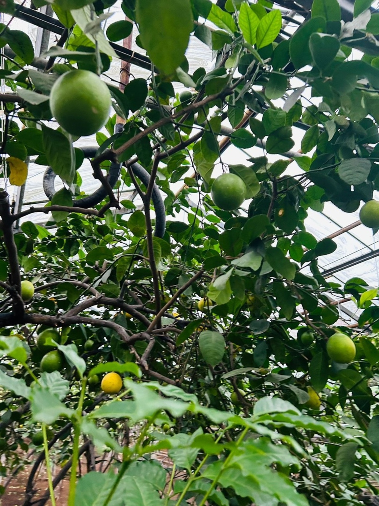 Үкенестәр...