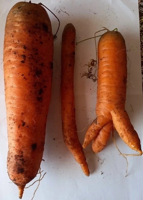 Ҙур ҙа, һутлы ла, тәмле лә булһын