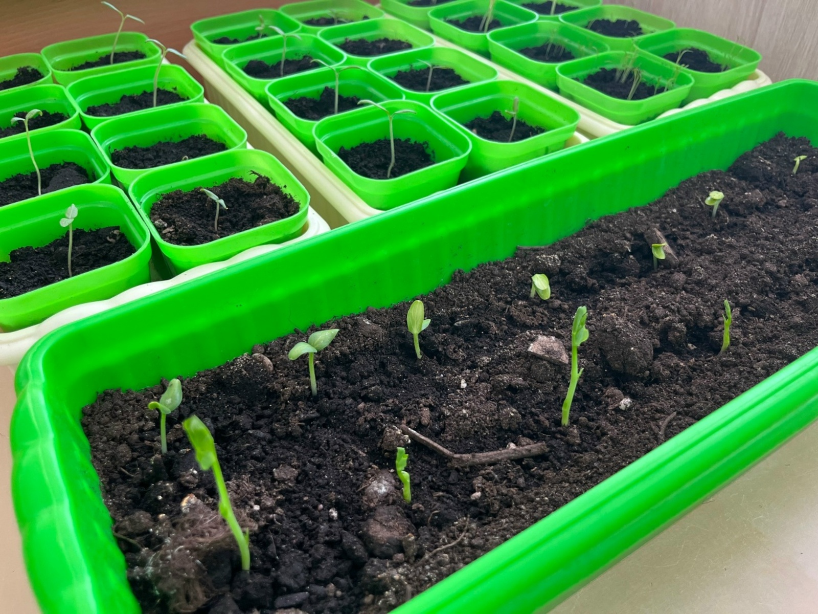 Баҡсала әле ниндәй эштәр үтәргә кәрәк?