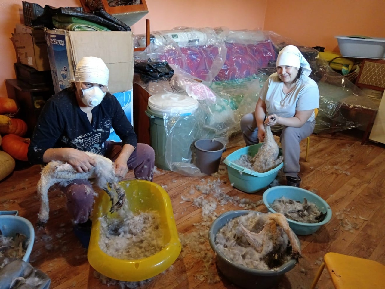 Алаҡайҙа - ҡаҙ өмәһе