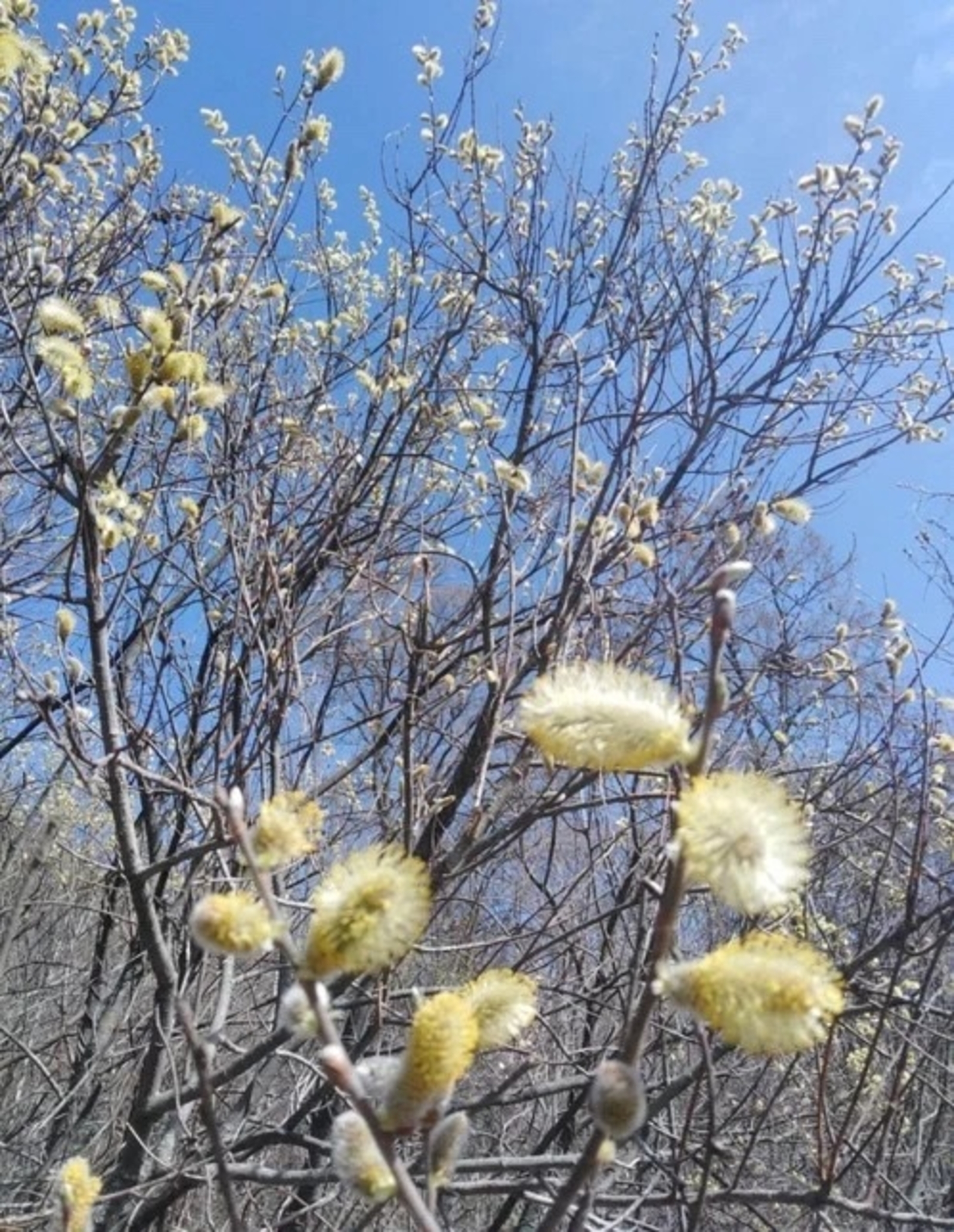 Фәрештәм ҡотҡарҙы (Булған хәл)