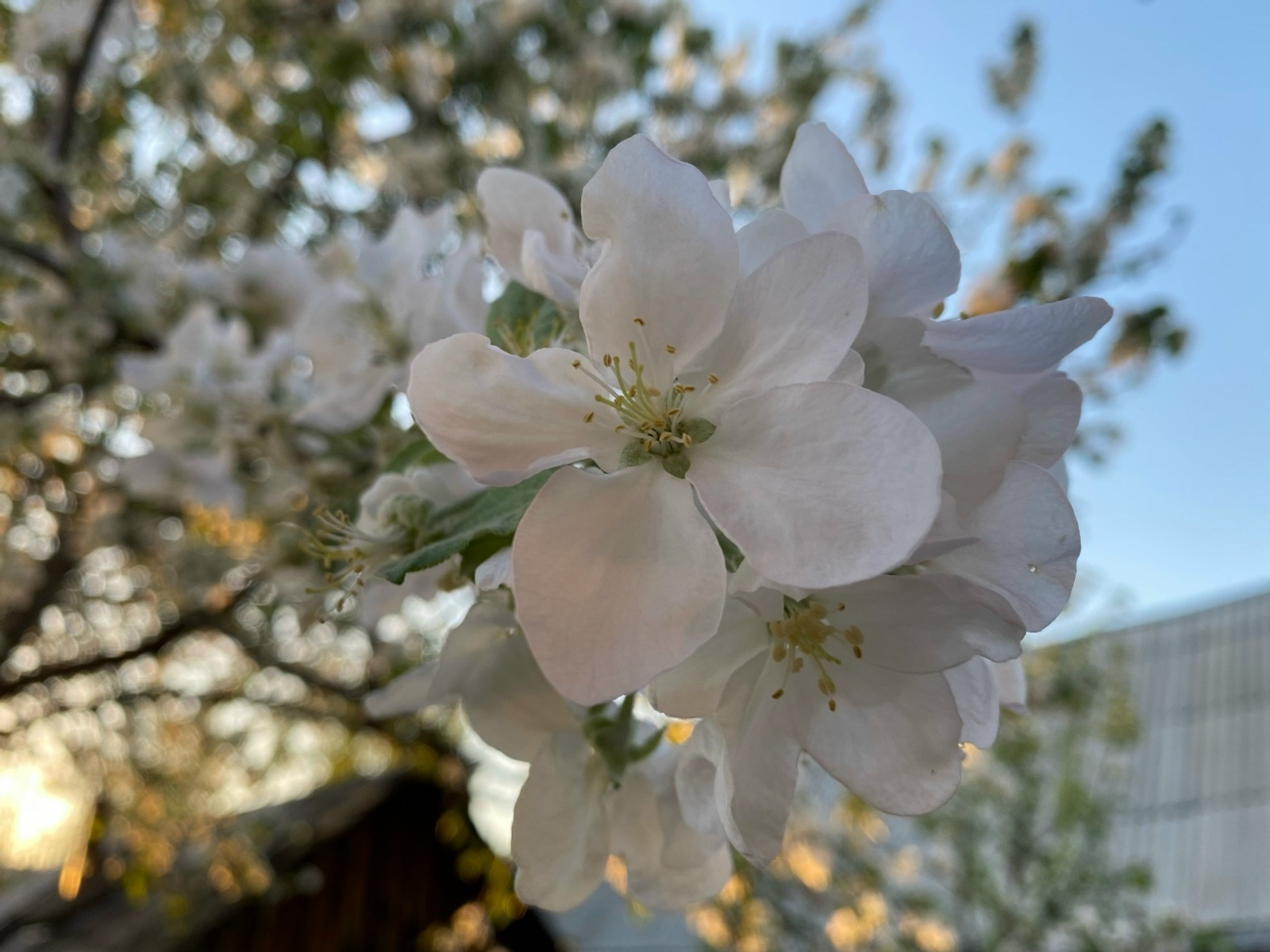 БӨТӘҺЕ ЛӘ ҮҘЕҢДӘН