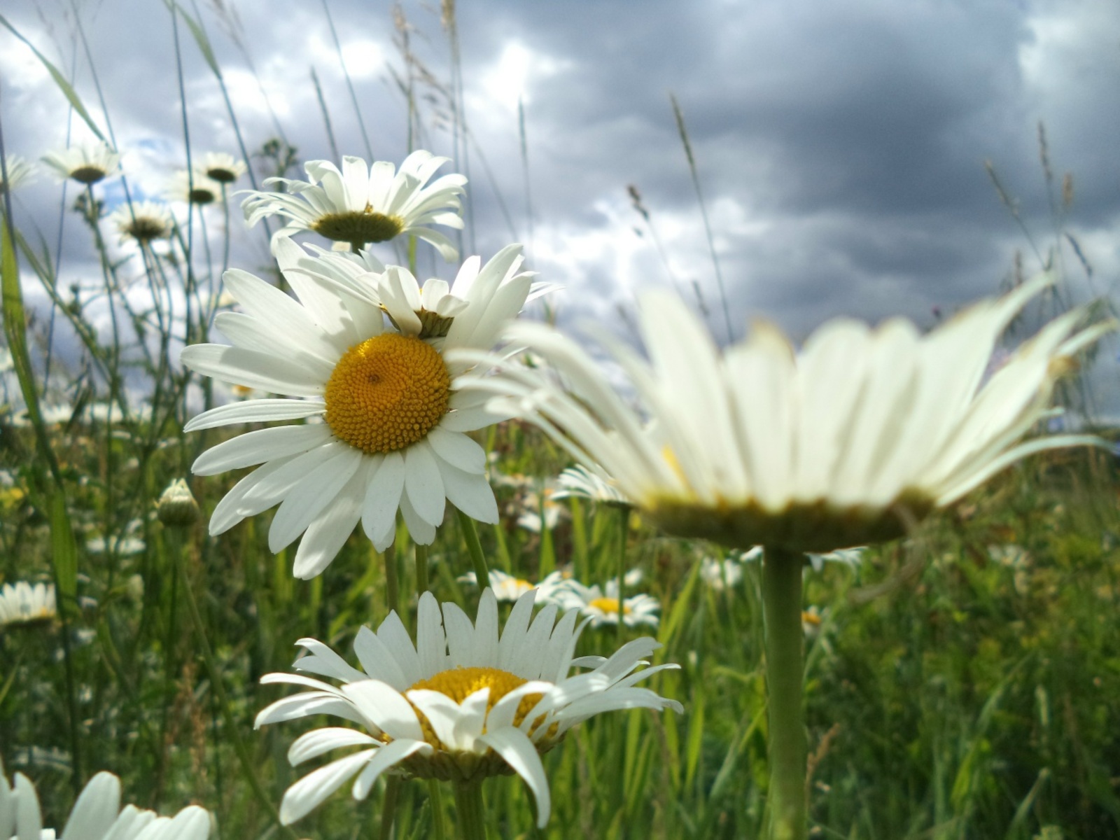 ТУҠТАЛЫШ. Еңгәмдең мөхәббәт тарихы