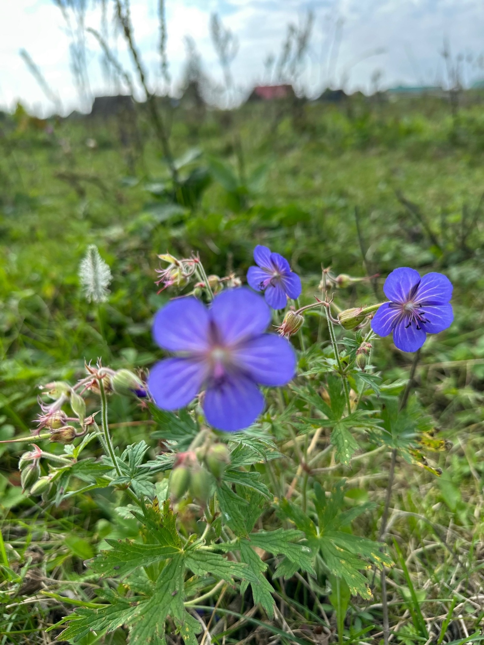 ЕТЕМЛЕК (Булған хәл)