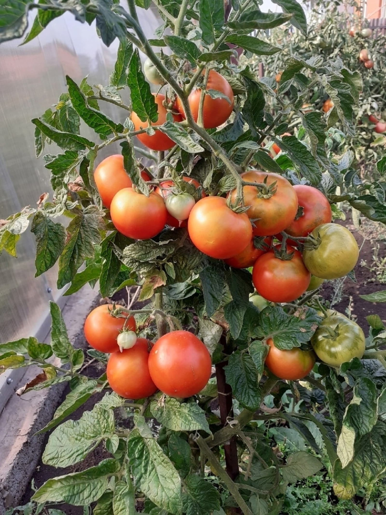 Ҙур ҙа, һутлы ла, тәмле лә булһын