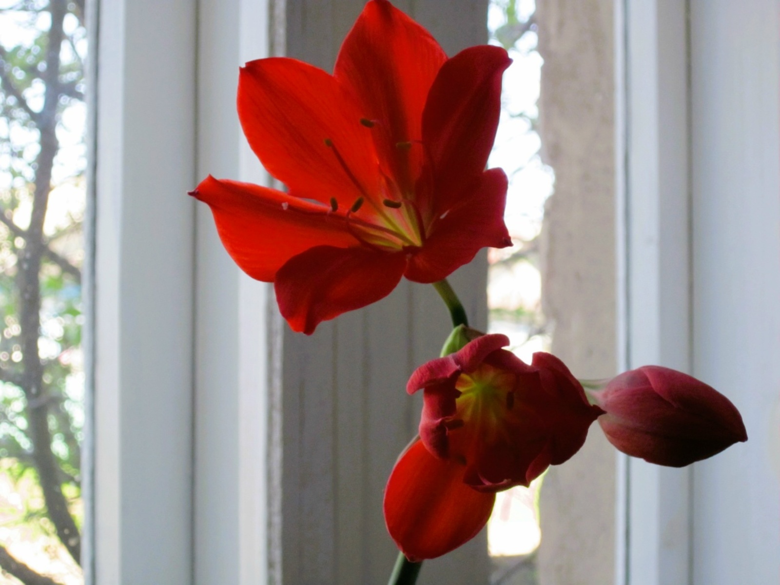 Сыуаҡ көндәге боҙло ямғыр