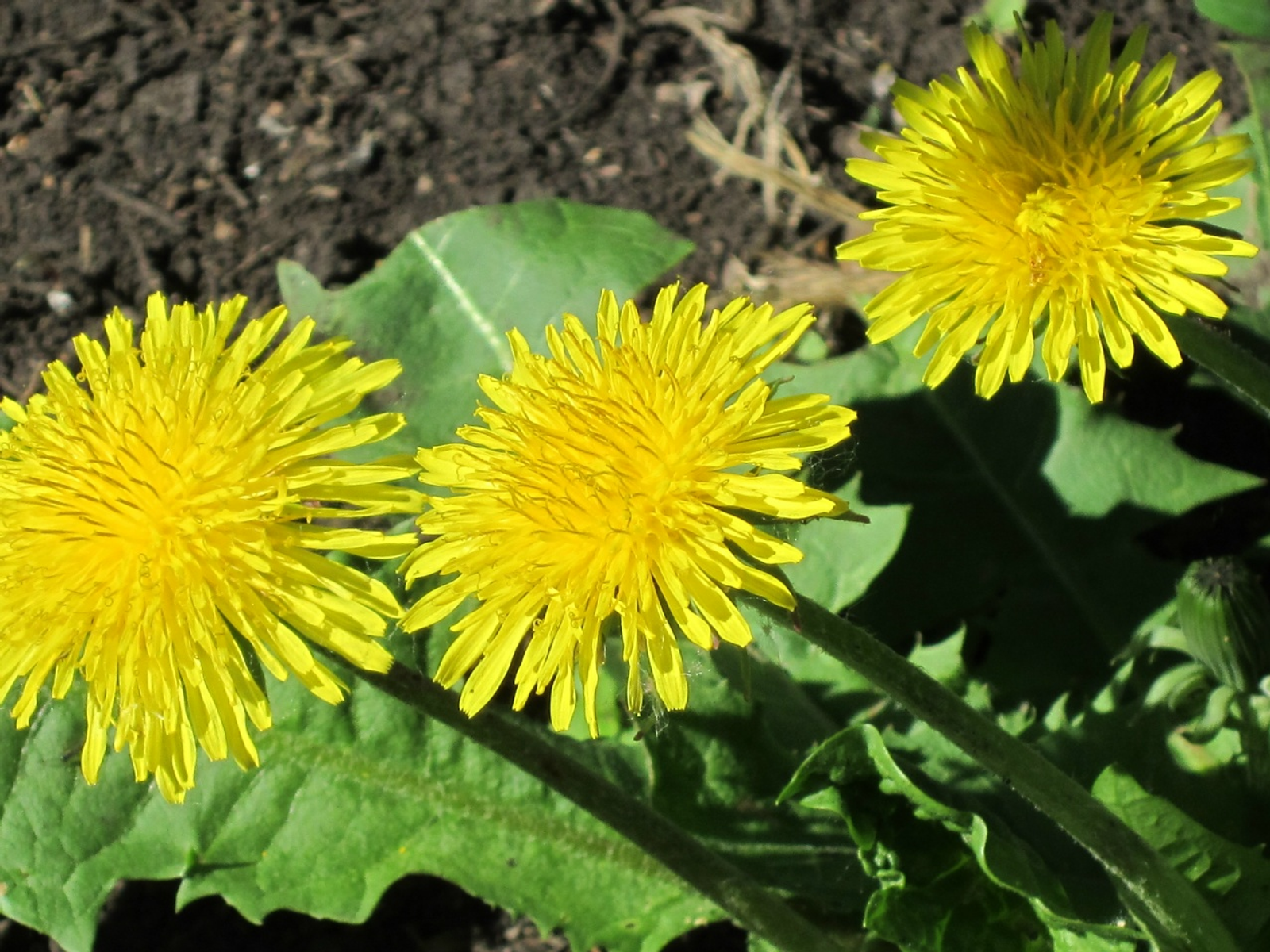 Бәпембә яман шеш күҙәнәктәрен юҡ итә ала